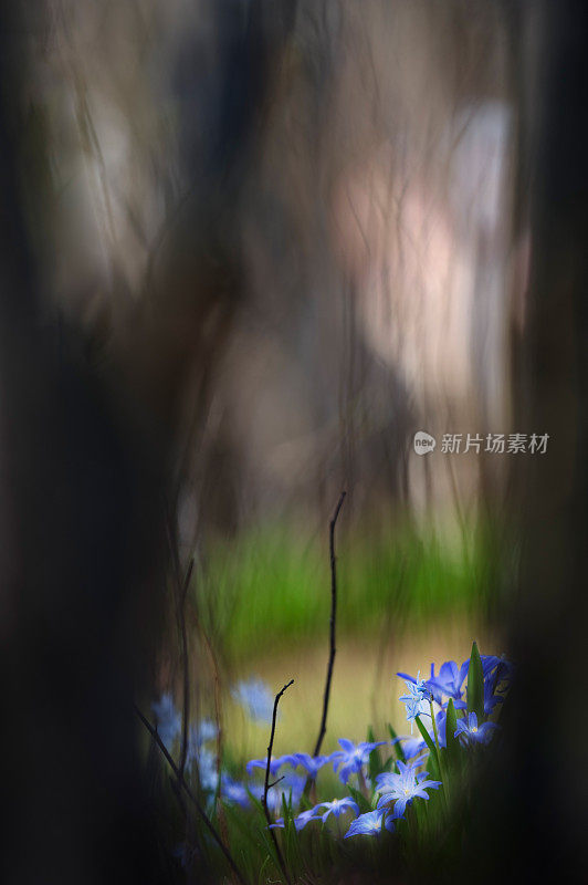 雪之荣耀，绿花Scilla luciliae，在春天的森林地面开花